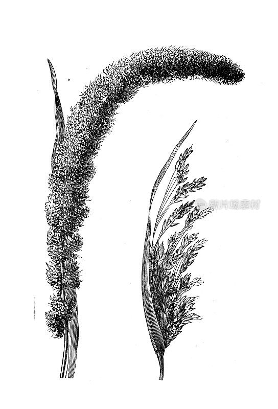 农业百科全书古董插图，植物:谷子(Setaria italica, Panicum italicum)和Panicum miliaceum (proso millet, brocorn millet, common millet, hog millet)